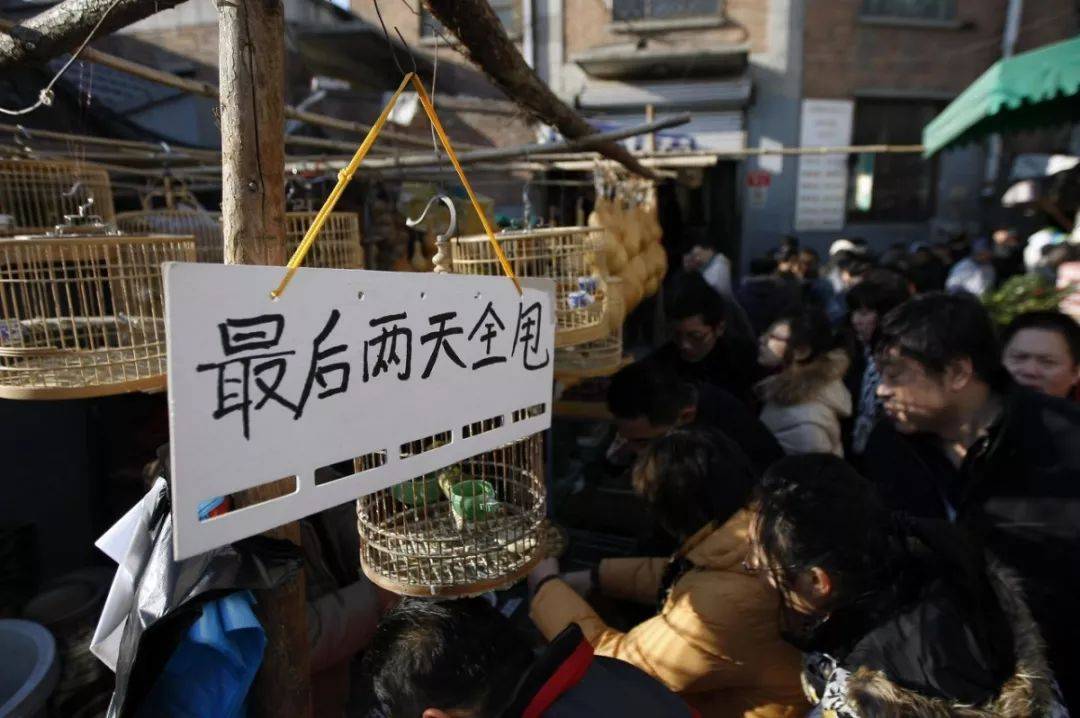 北京花鸟鱼虫市场（北京哪里还有花鸟鱼虫市场？）(图2)