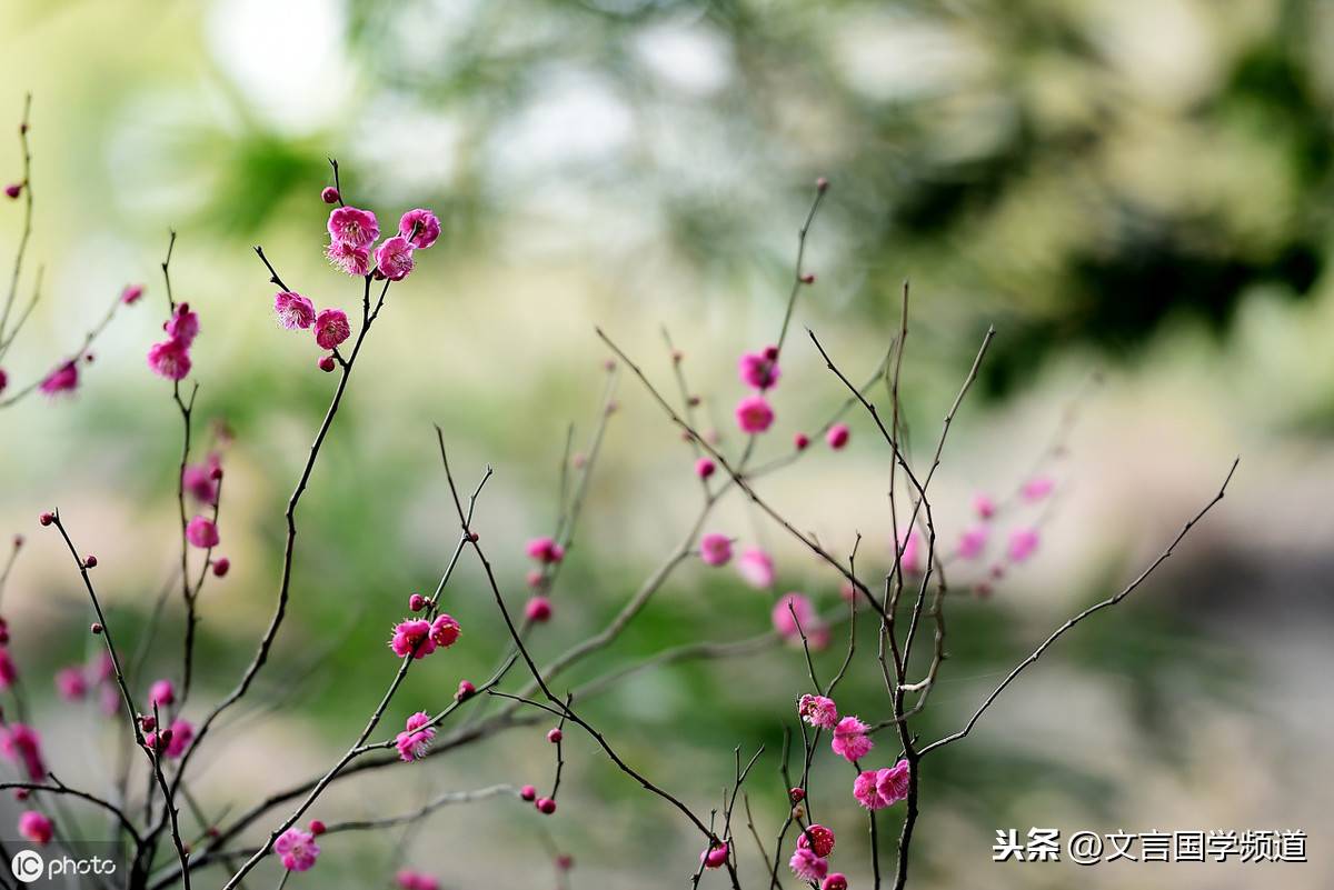 春草明年绿 王孙归不归（王孙归不归全诗意思）(图3)