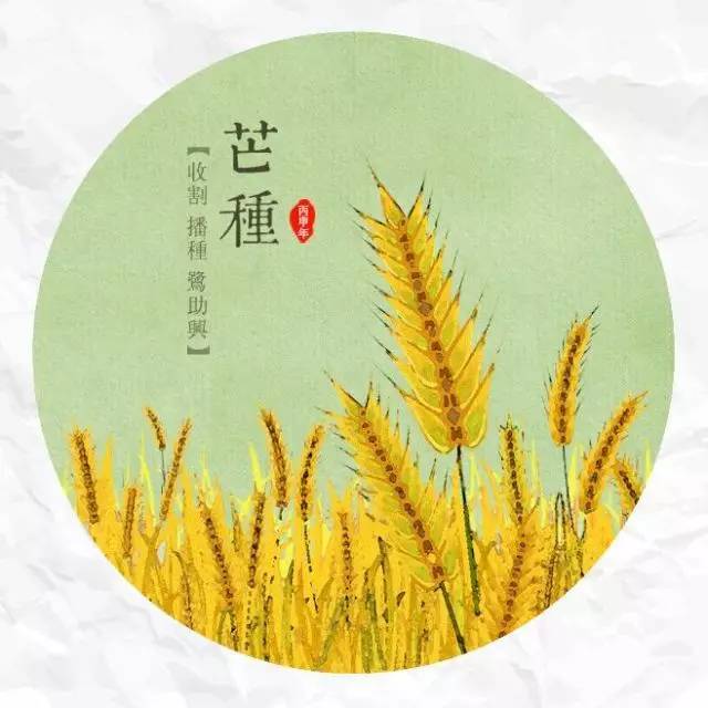 芒種節氣是什麼意思