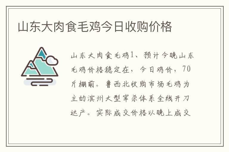 山东大肉食毛鸡今日收购价格