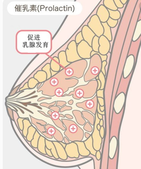 医生教你看性激素六项化验单