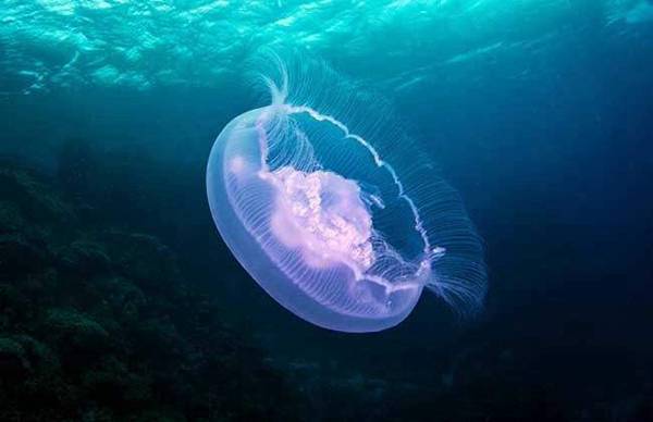 北极霞水母的图片图片