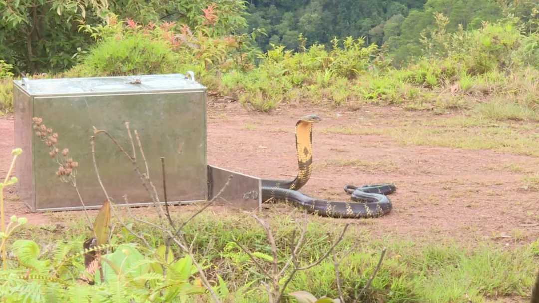 构建人与自然和谐共生，从保护野生动物开始