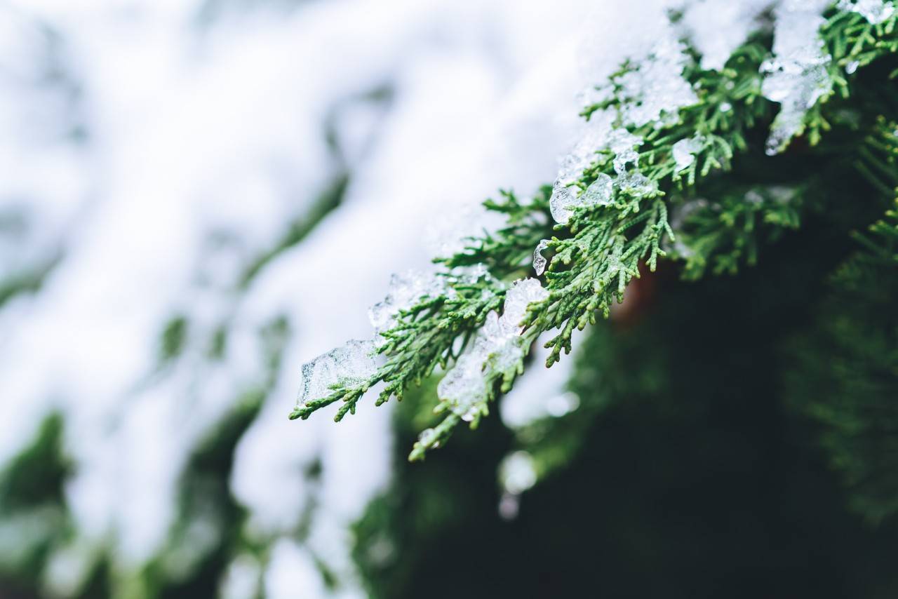 16首经典咏雪诗词，冬如画，雪如诗，赏尽冬雪之雪