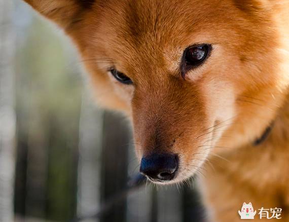 芬兰猎犬的选购技巧