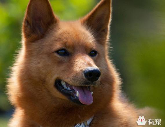 芬兰猎犬的选购技巧