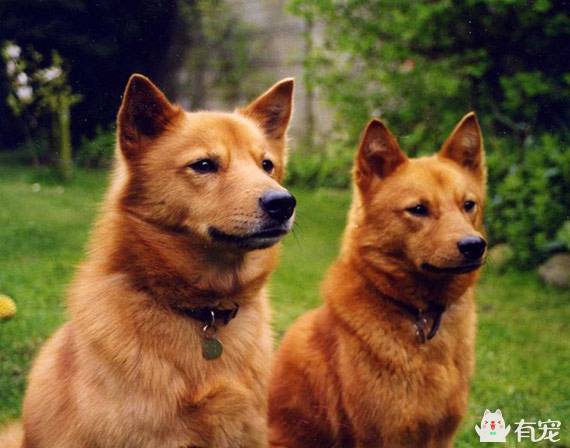 芬兰猎犬的选购技巧