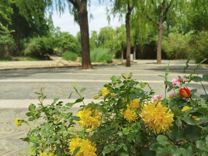 它被称为花中皇后，全国有80多个城市把它作为市花