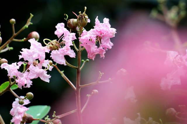 读一首诗｜白居易：独坐黄昏谁是伴，紫薇花对紫微郎