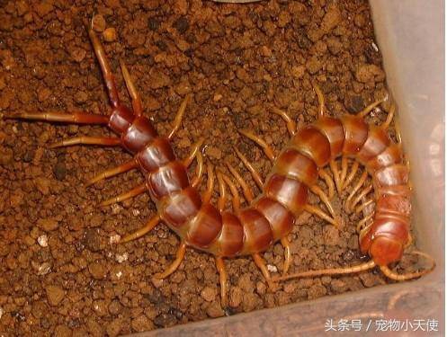 令人恐惧的中国红巨龙蜈蚣，长度超过成人手臂！