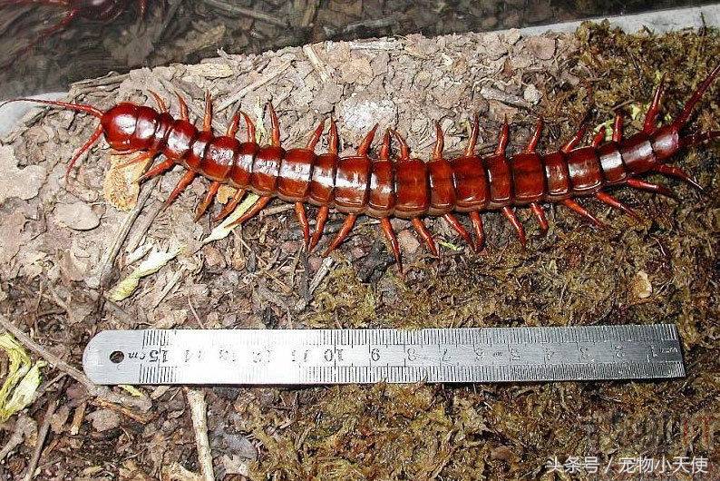 令人恐惧的中国红巨龙蜈蚣，长度超过成人手臂！