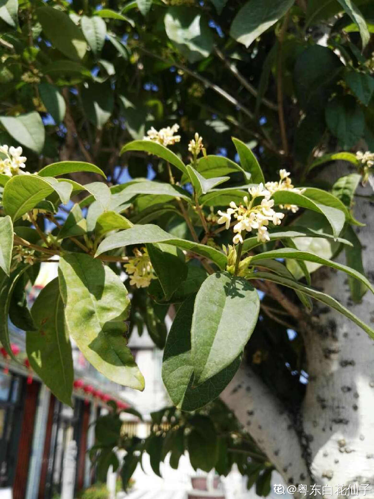 桂花樹幾月開花(桂花花期來臨)-萬思特網