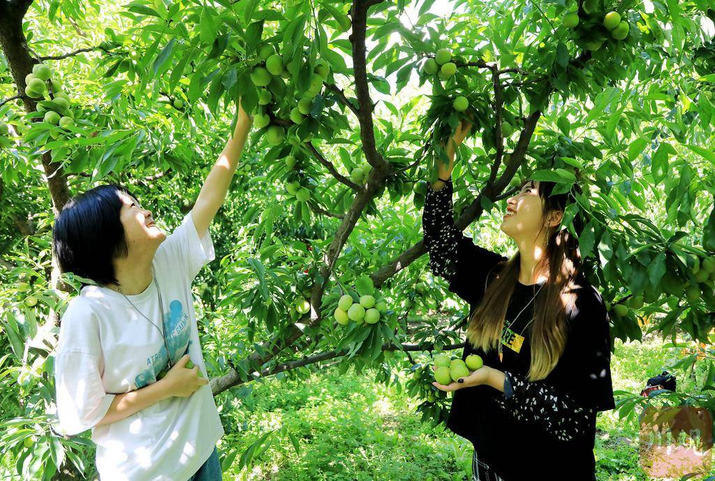 盛夏时节,阿坝州茂县青脆李陆续成熟,进入采摘季.