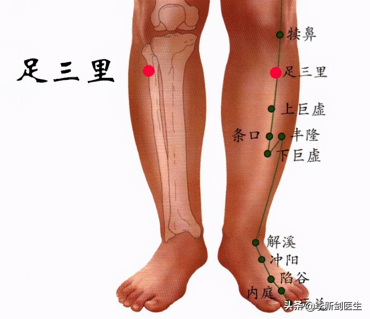 四大强壮要穴之足三里