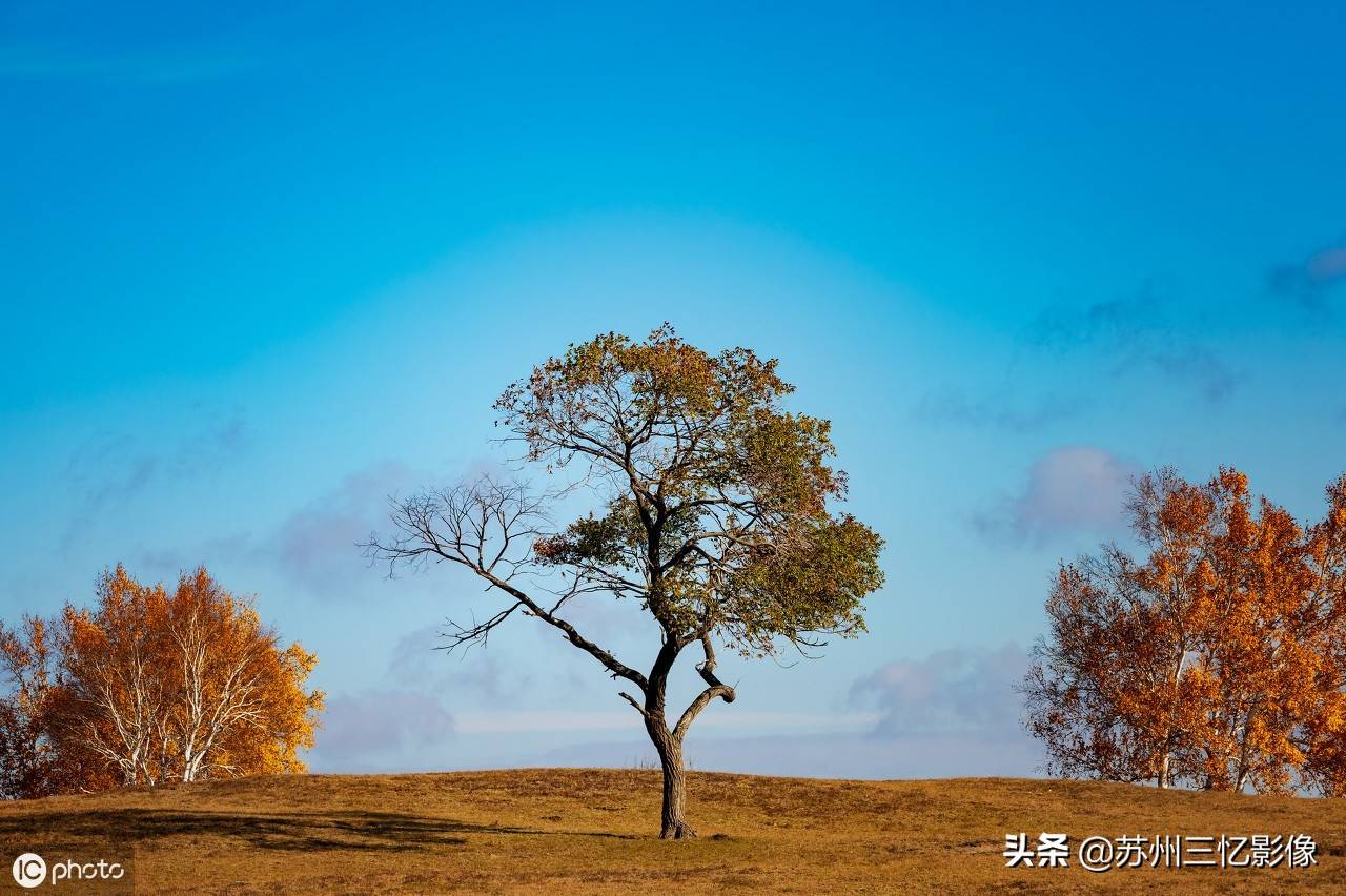 精选16株秋天最美的树，不知道有没有你喜欢的？