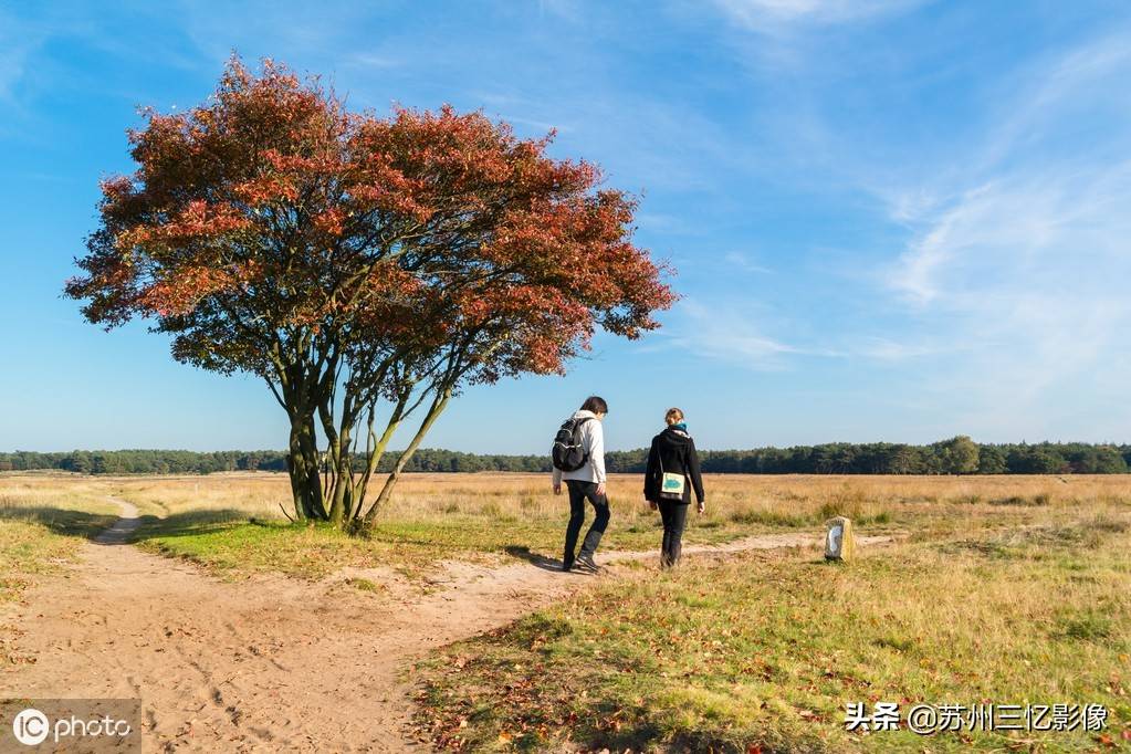 精选16株秋天最美的树，不知道有没有你喜欢的？