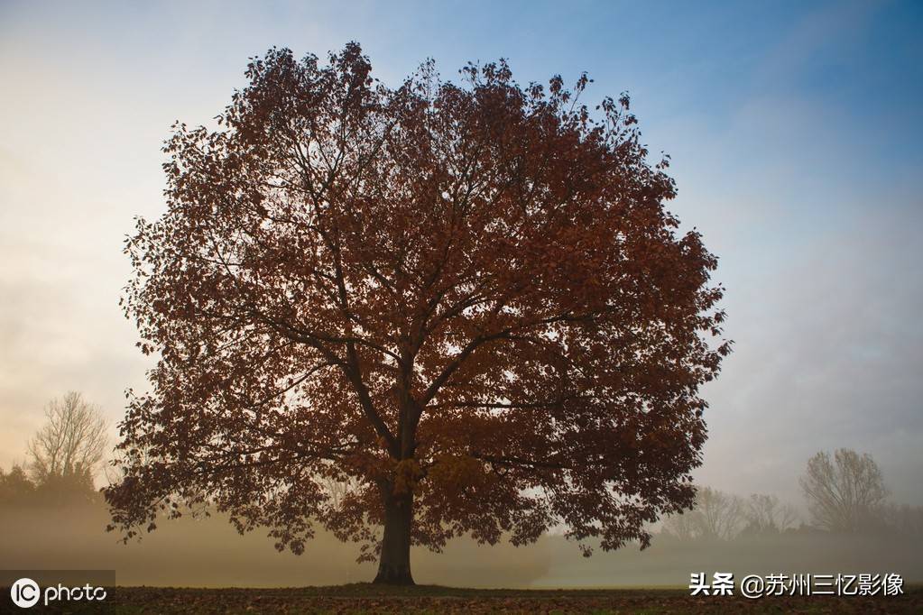 精选16株秋天最美的树，不知道有没有你喜欢的？