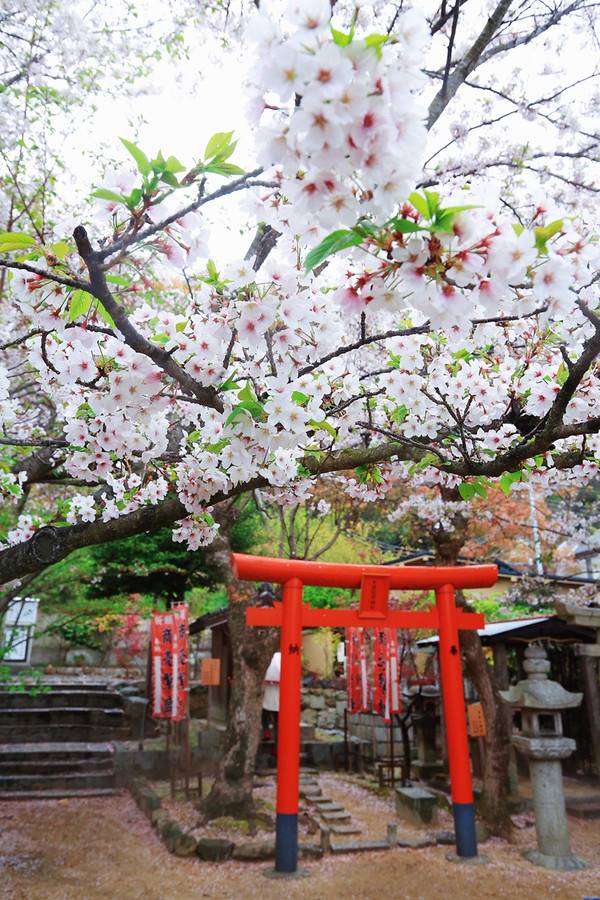 登上亚洲速度最快的邮轮，揭秘探索梦号饕餮盛宴