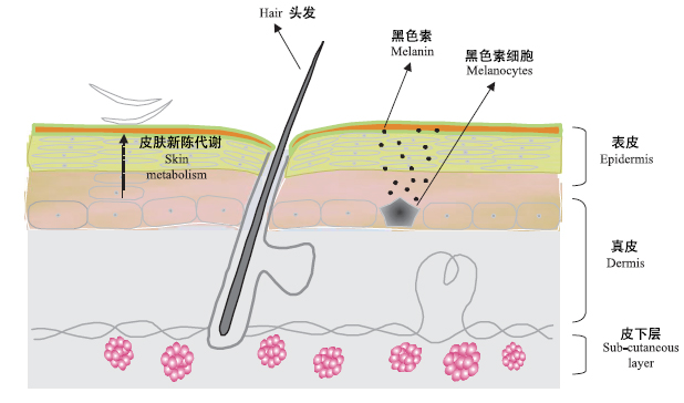 怎么美白全身肌肤？真实有效的全身美白大法