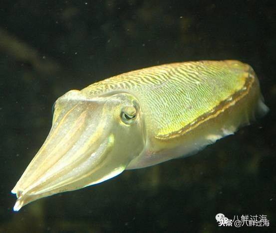 金烏賊俗名烏魚,墨魚,烏子,針墨魚等,浙江也會稱之為海螵蛸,金烏賊呈