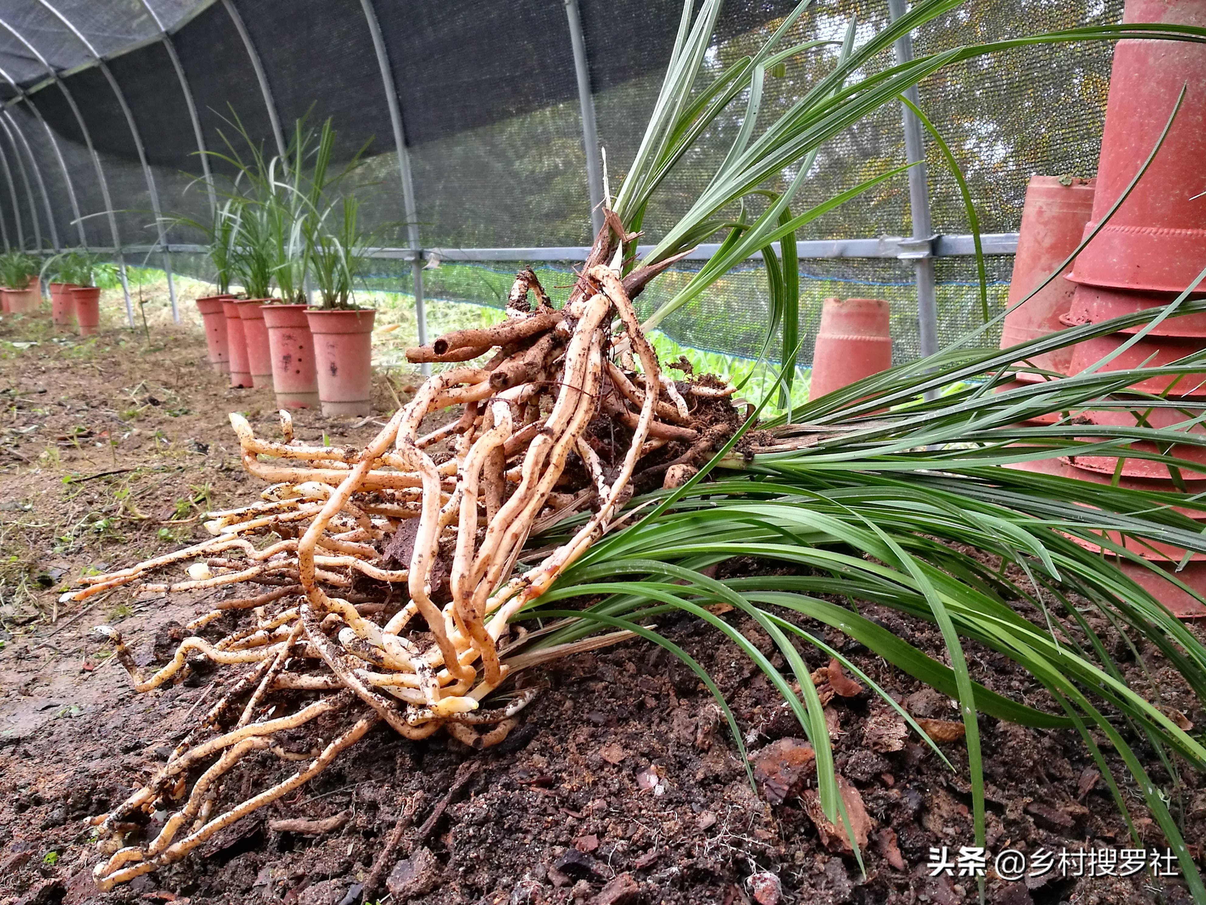 兰花换盆什么时间好？用什么方法？这些都不难