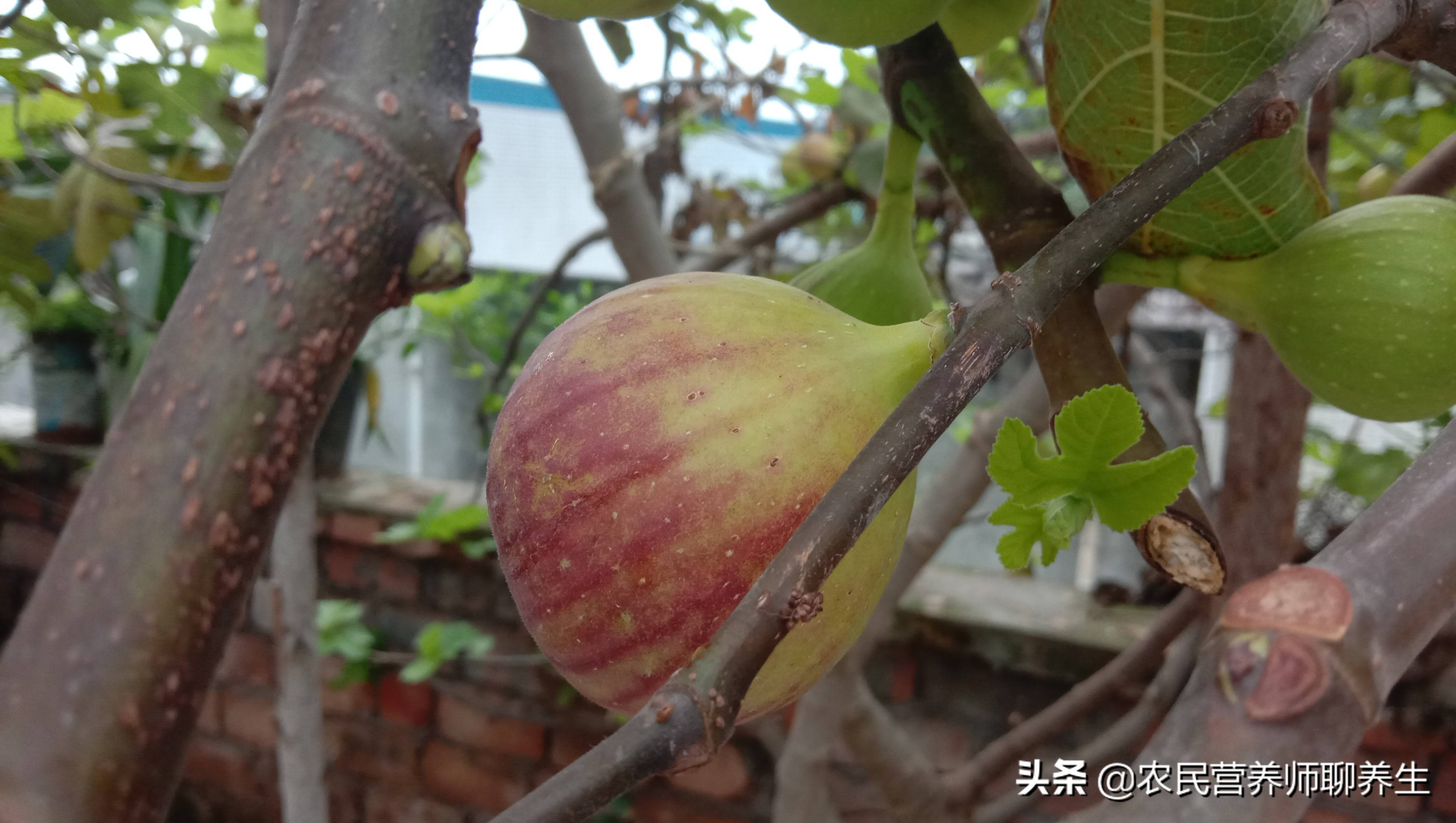 無花果好吃葉子更值錢,三大用途很實用,看完記得收藏