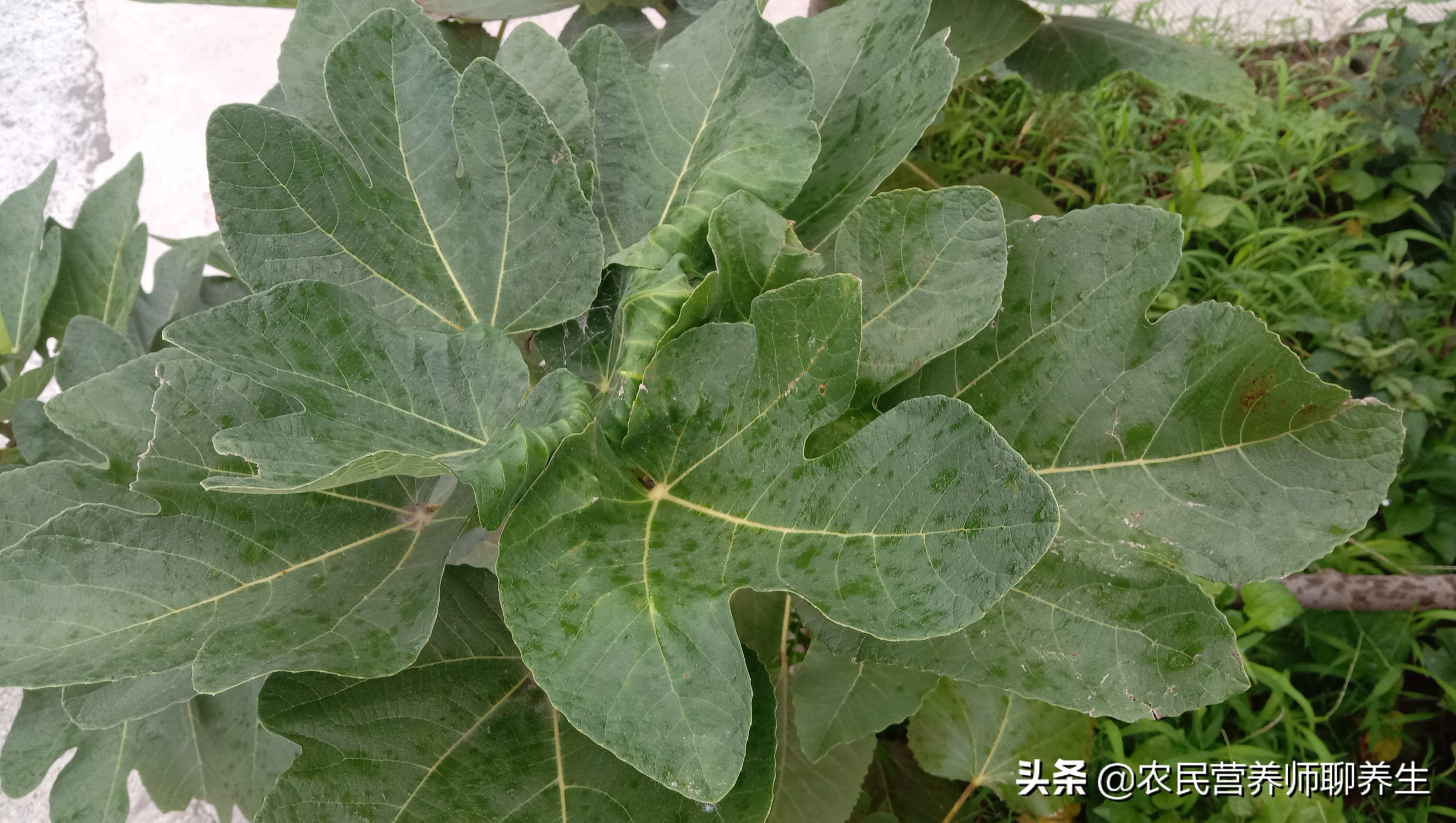 无花果好吃叶子更值钱，三大用途很实用，看完记得收藏