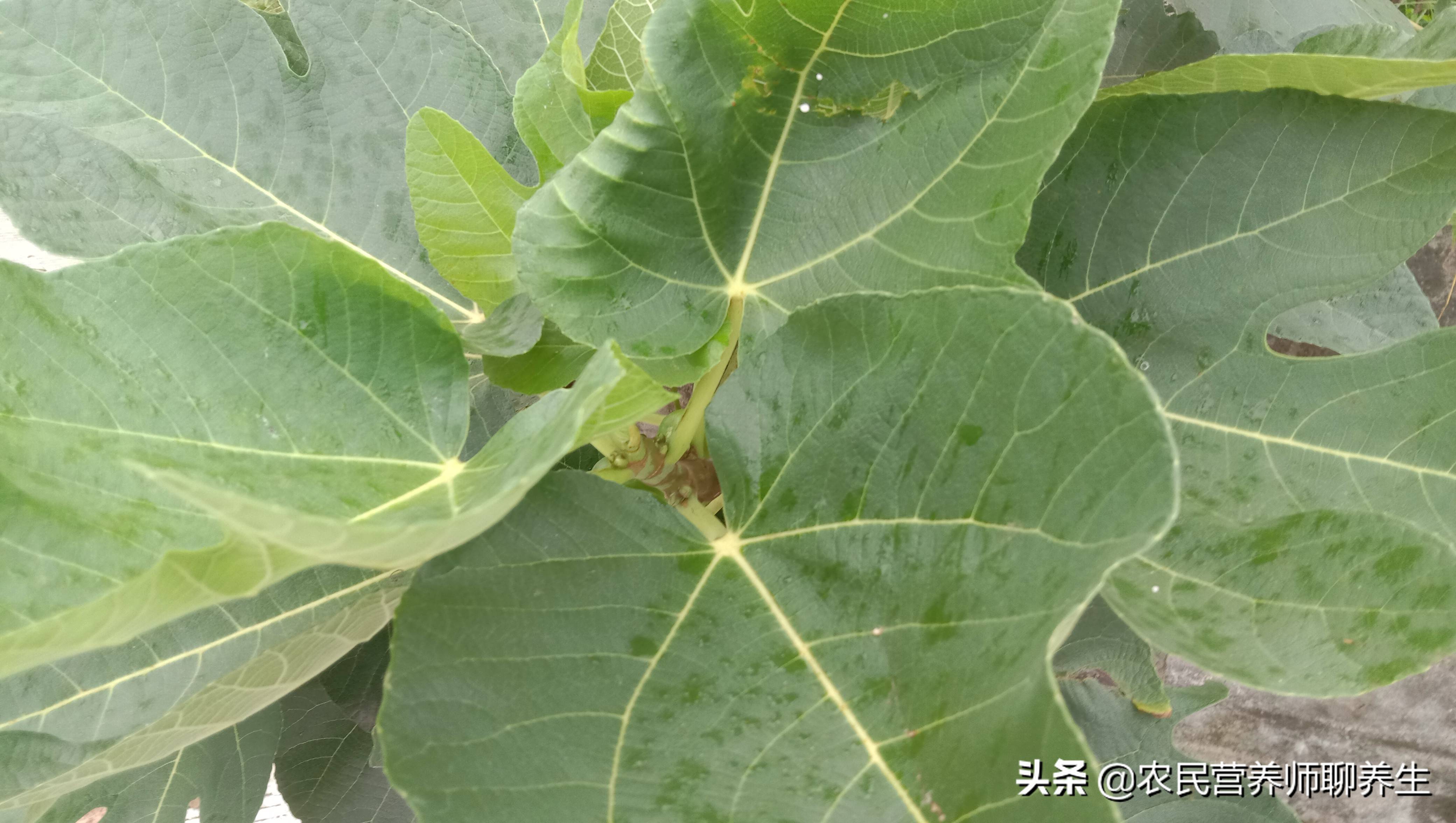 无花果好吃叶子更值钱，三大用途很实用，看完记得收藏