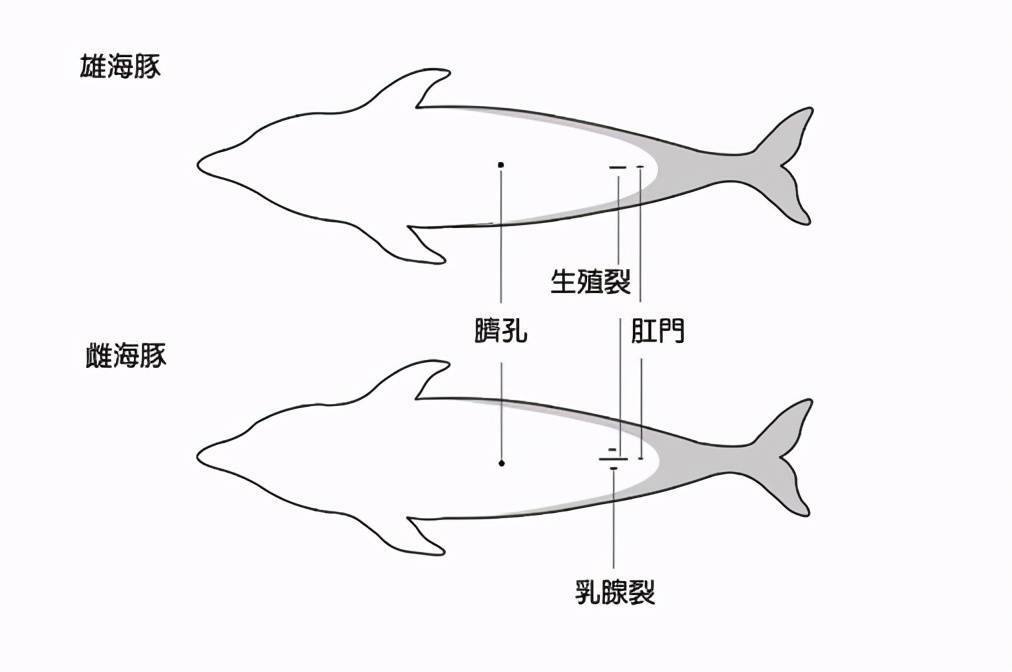 鲸鱼身体结构示意图图片