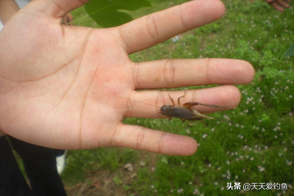 仲秋钓草鱼，用这些微酸或者酒香饵料，比活食还要“吃香”