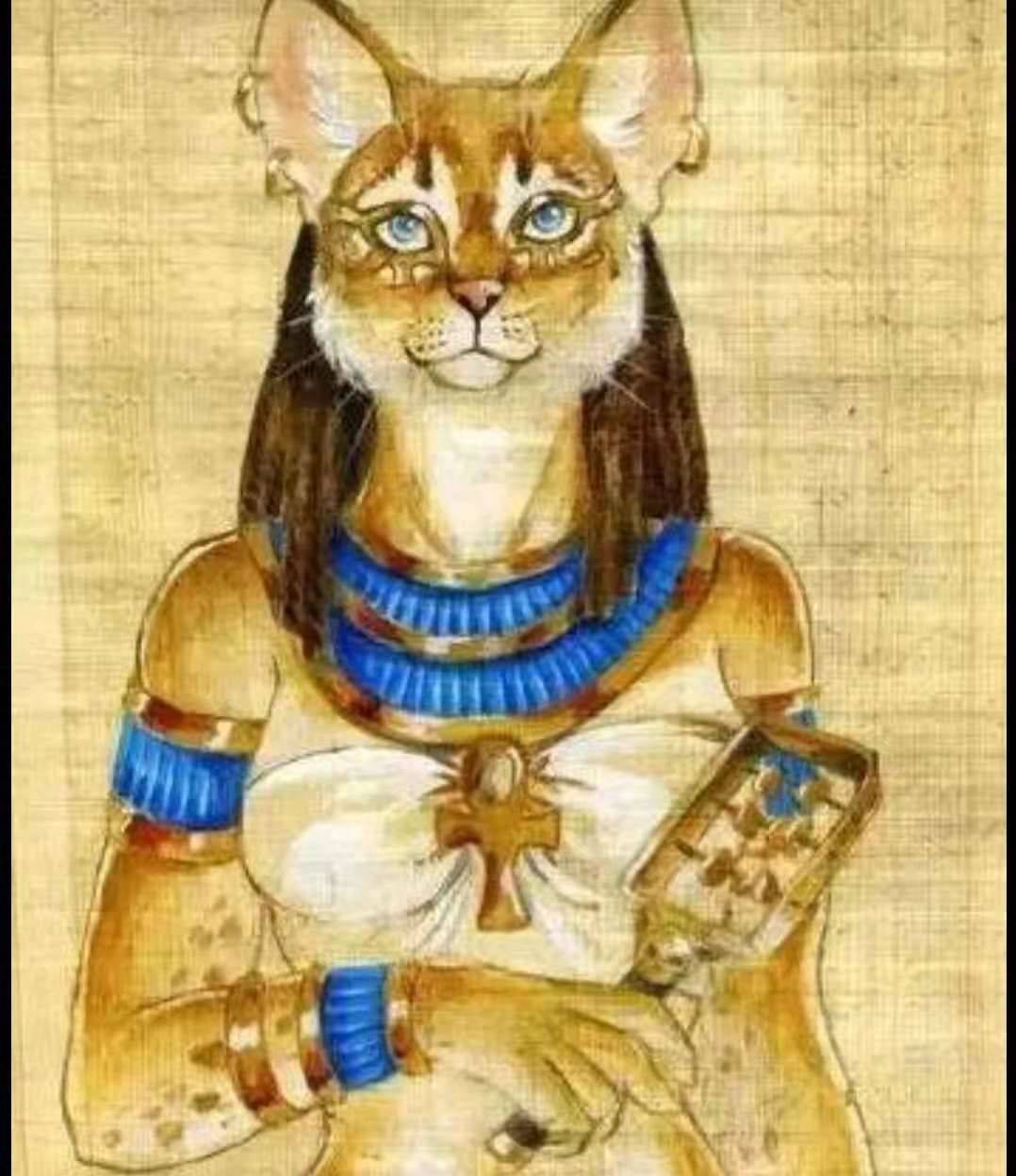 金字塔里的猫图片