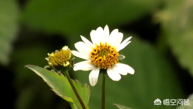 鬼针草起什么作用？