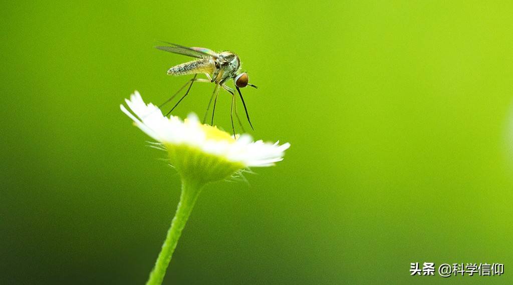 蚊子不分公母，其实都爱吸血，只不过公蚊子需要拼死来吸血