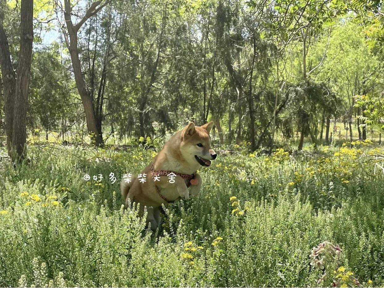 如何正确为柴犬（狗狗）驱虫？