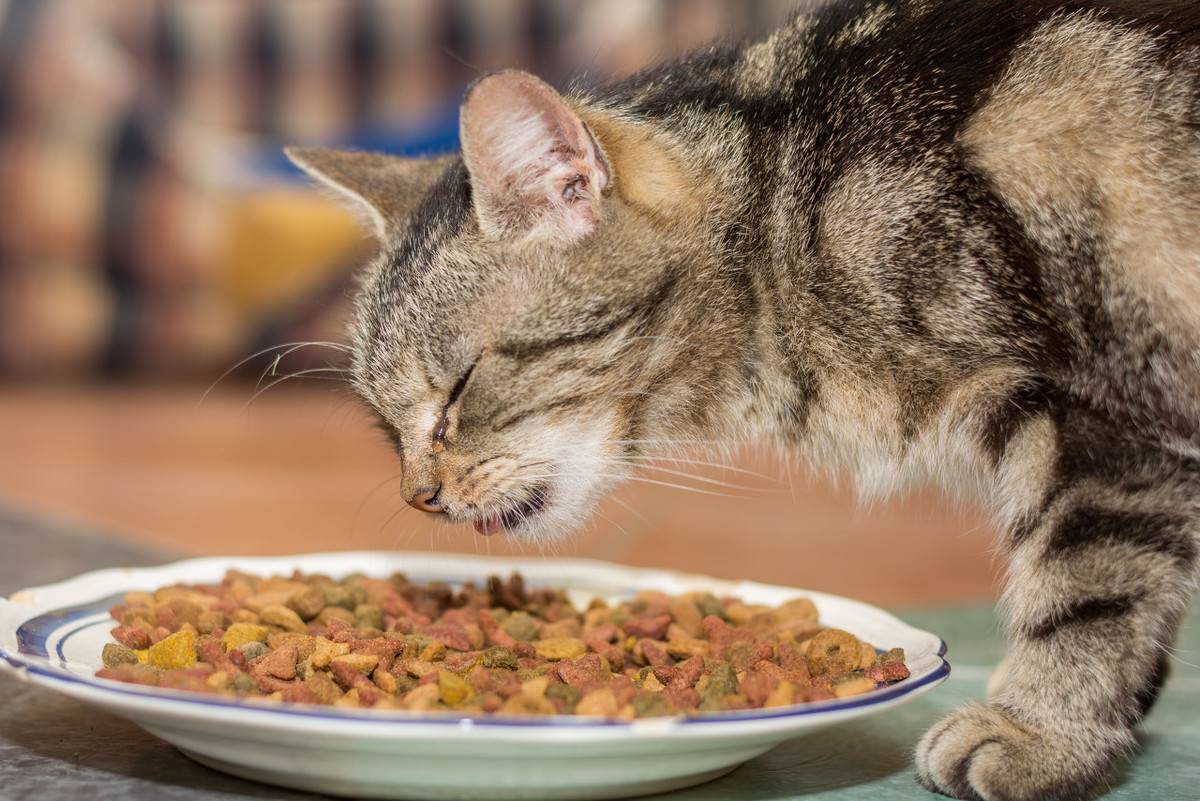 过早离开猫妈妈，会带给幼猫的影响，铲屎官需更耐心