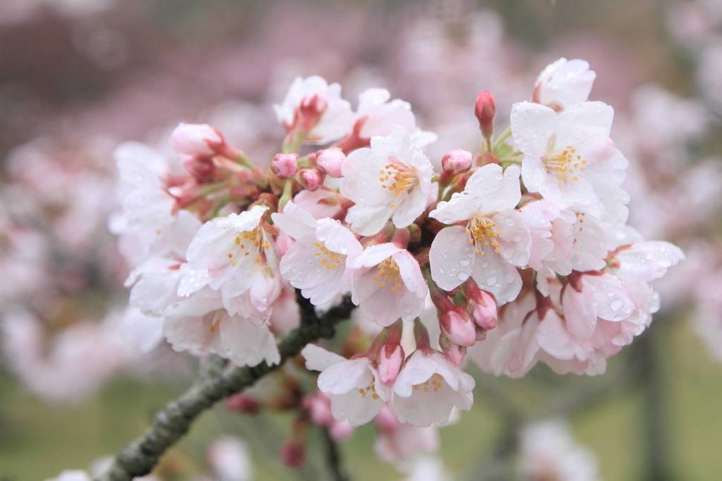 闰年和闰月一回事吗？今年太特别，公历366天，农历今年383天