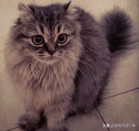 高地猫到底是什么品种的猫