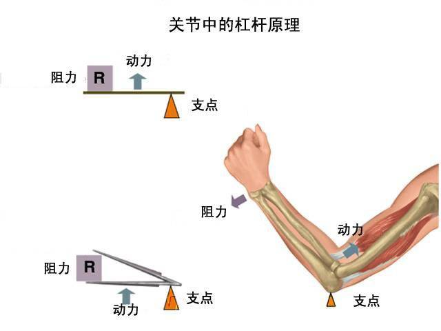 坚持用臂力器锻炼手臂肌肉，能获得什么效果呢？