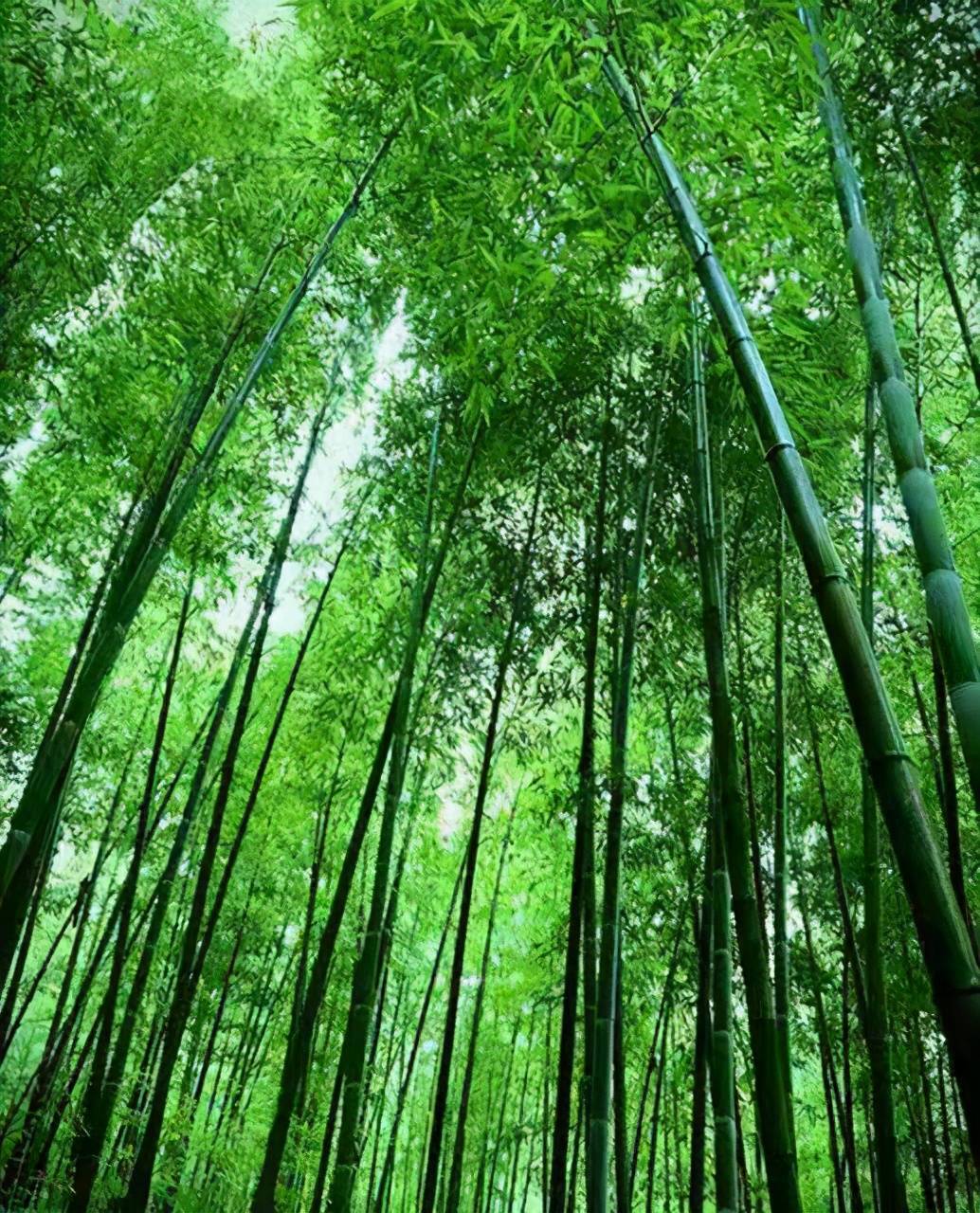 「原创」散文·烟雨朦胧醉江南