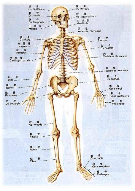 人体骨骼数量图片