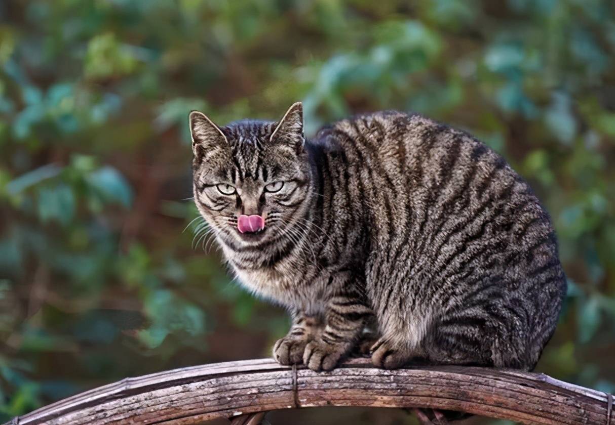 猫界排行榜之最香的猫，养它家里一点都不臭