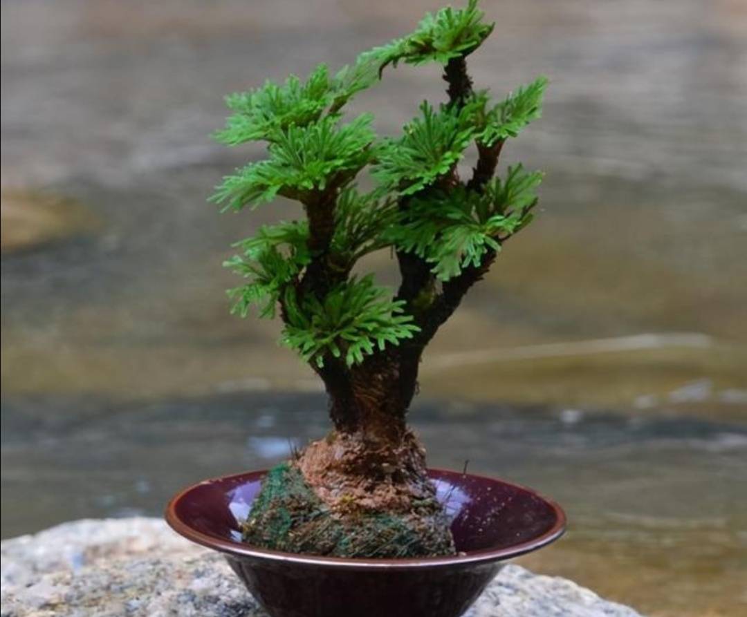 外面遇到6种“小植物”，把它养成“小盆景”，摆在桌面清新自然