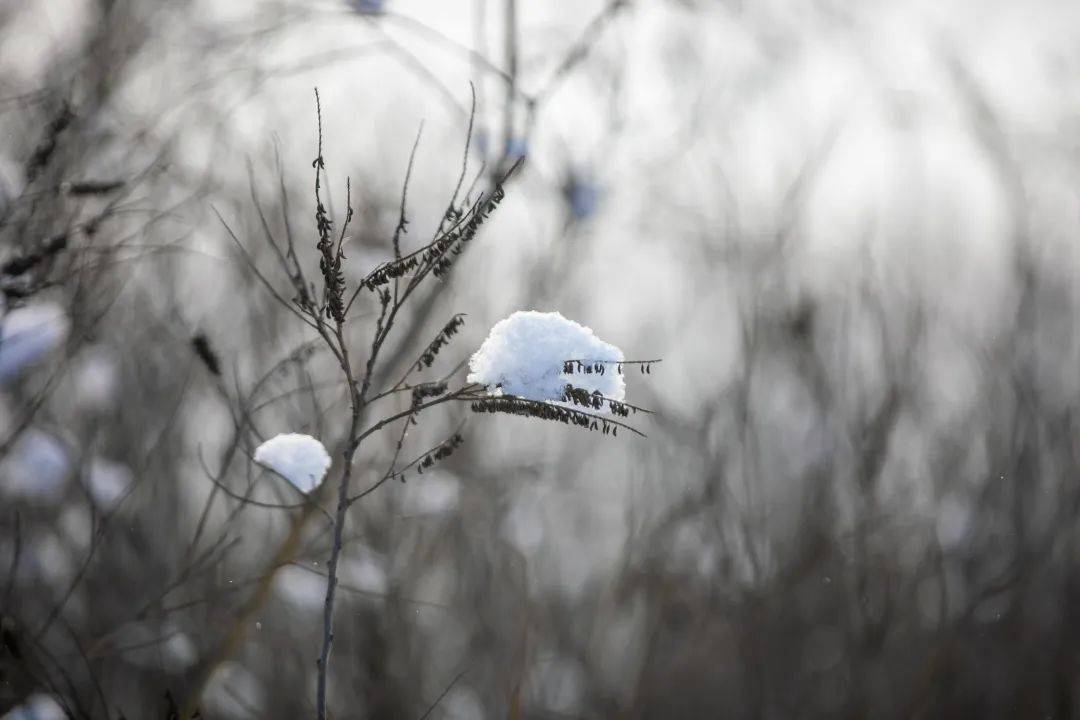 2021年初雪，北京号带您看最美的北京城