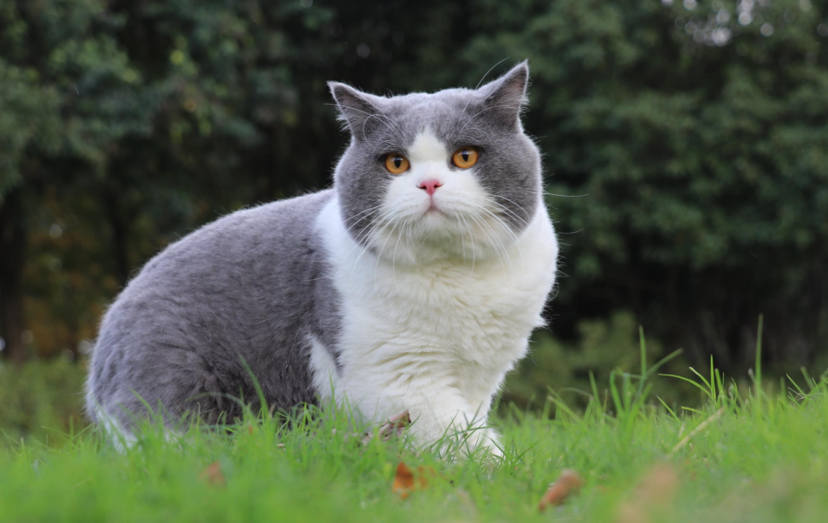 老祖宗直言：有这几个特征的猫，一定旺财旺家旺主人