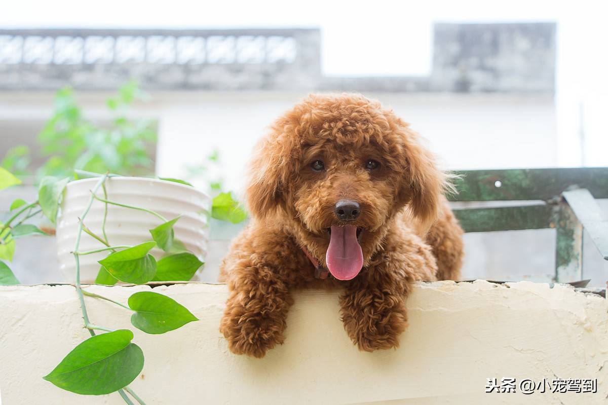 泰迪犬喜歡吃什麼泰迪能吃什麼代替狗糧