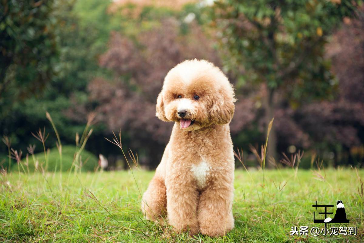 泰迪狗除了吃狗粮还可以吃什么？手把手教你做狗狗零食