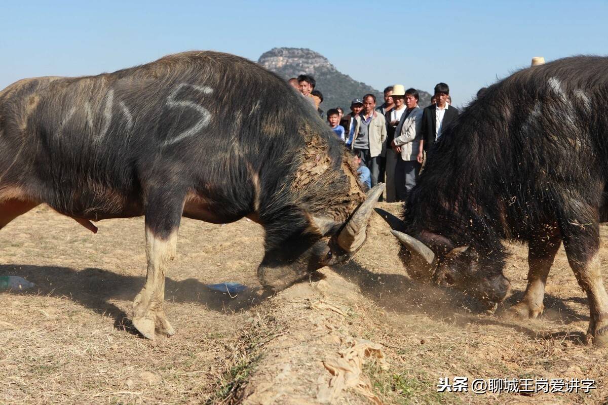 网红汉字：“怼”和“怂”是什么意思？大部分人都会读错