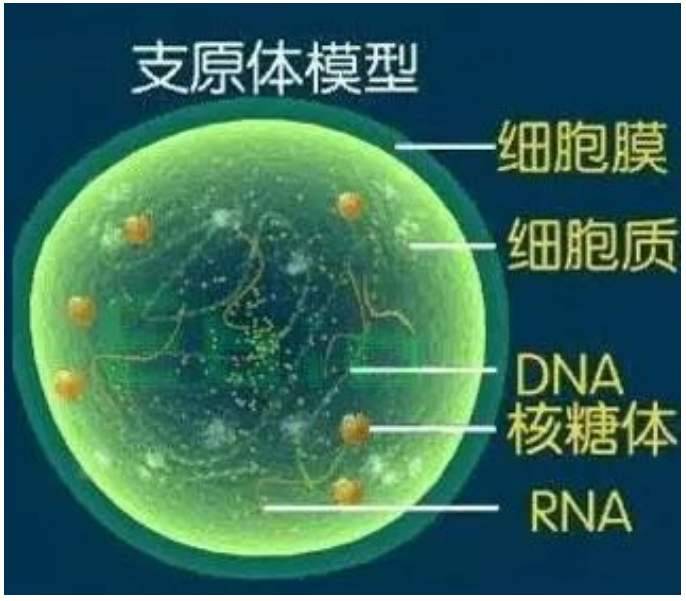 支原体感染是性病吗？如果阳性怎么办？