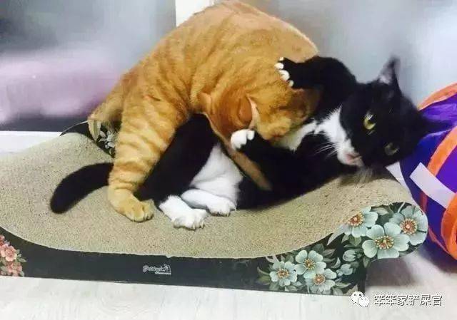 别说我没劝你不要养“奶牛猫”，它们被称为”猫中二哈“，很神经