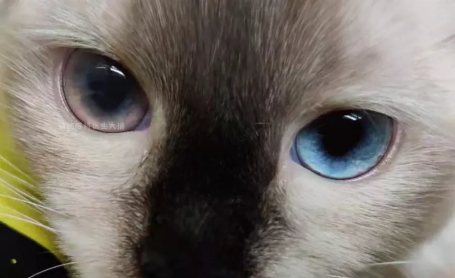 猫咪眼睛变色,葡萄膜炎的治疗